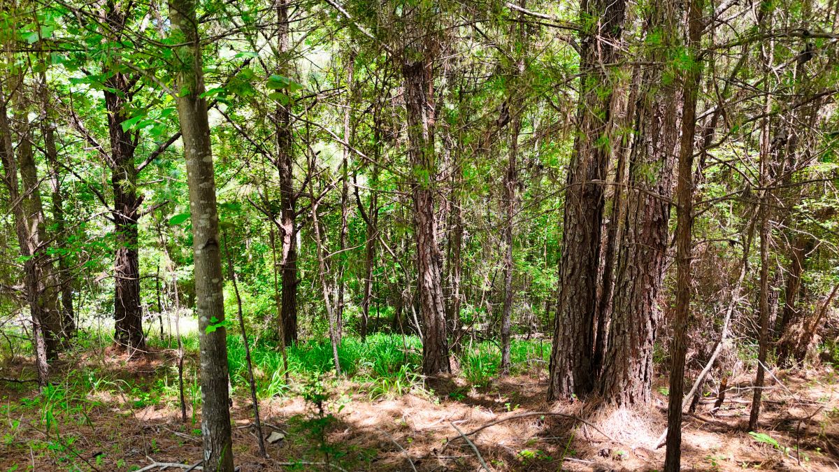 Decorative background for 1.59 Acres Near Lake w/ Public Water - LAKE VIEWS image 35