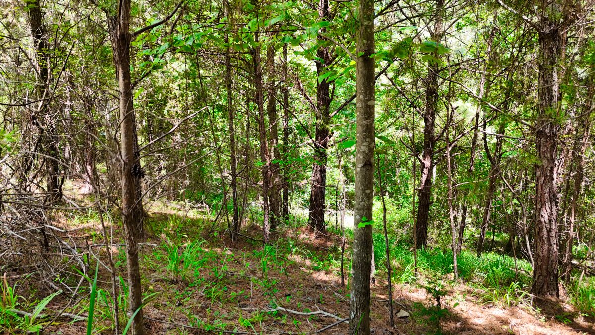 Decorative background for 1.59 Acres Near Lake w/ Public Water - LAKE VIEWS image 36