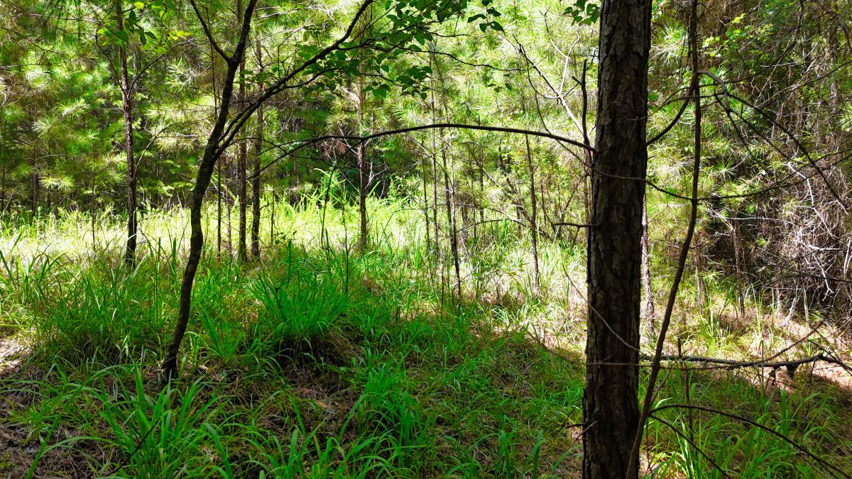 Decorative background for 1.59 Acres Near Lake w/ Public Water - LAKE VIEWS image 37