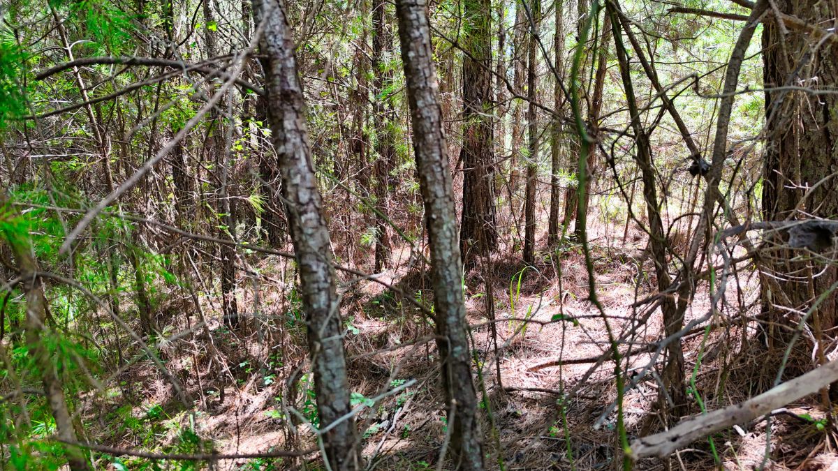 Decorative background for 1.59 Acres Near Lake w/ Public Water - LAKE VIEWS image 38