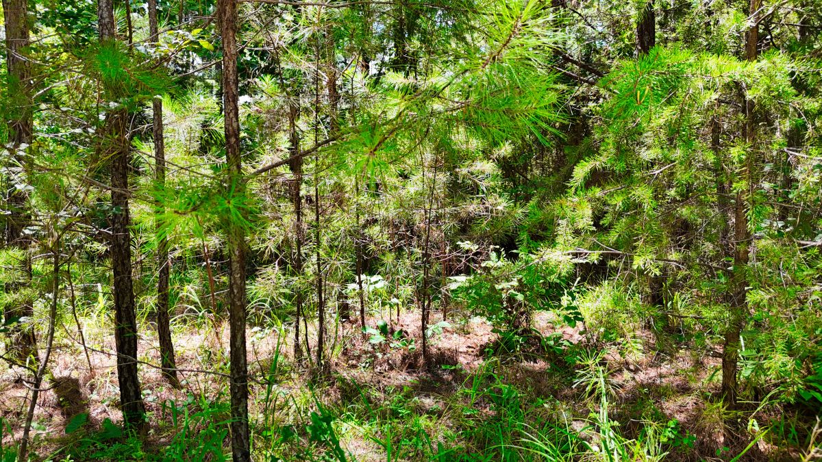Decorative background for 1.59 Acres Near Lake w/ Public Water - LAKE VIEWS image 39