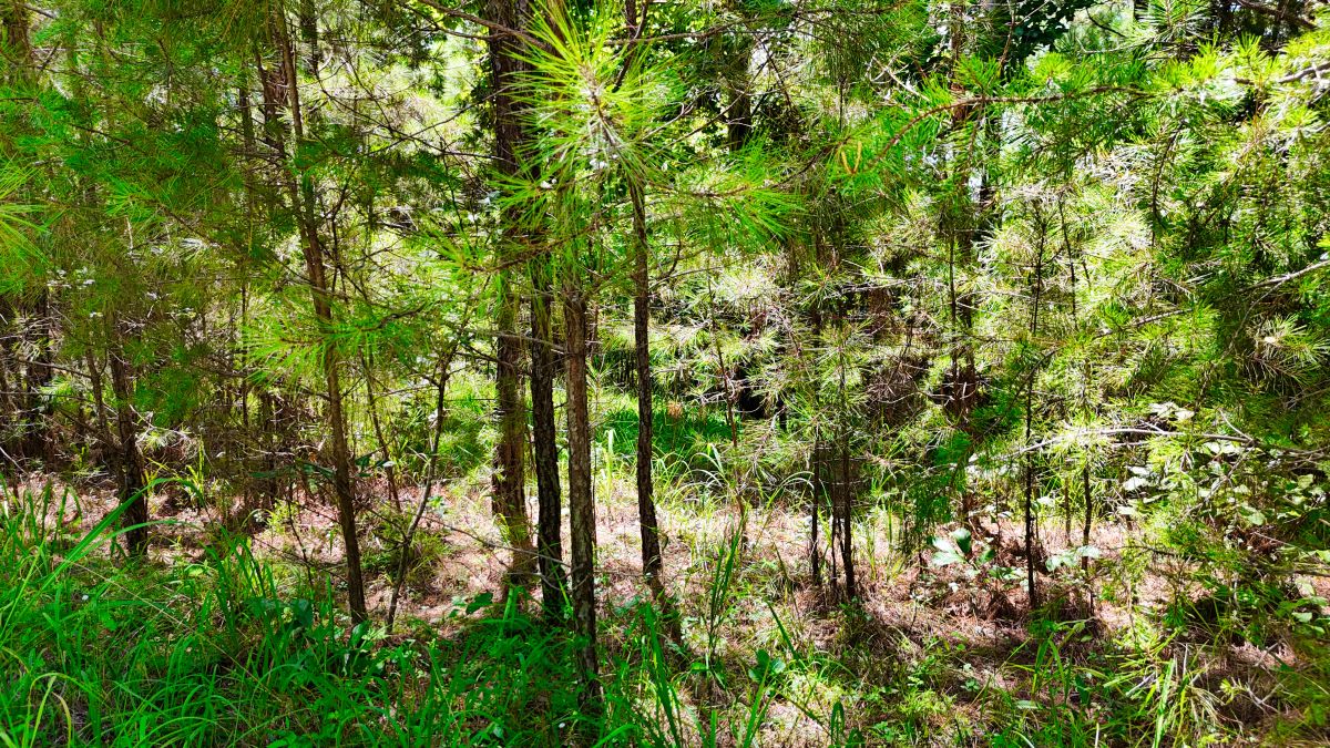 Decorative background for 1.59 Acres Near Lake w/ Public Water - LAKE VIEWS image 40