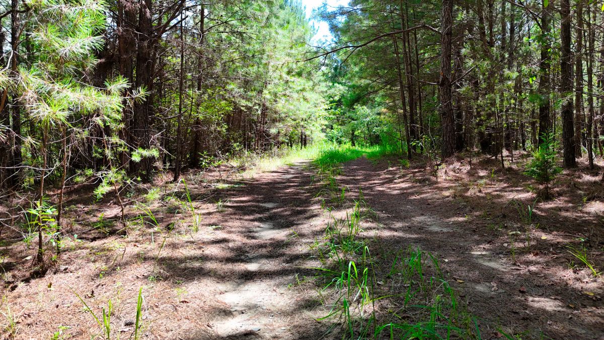 Decorative background for 1.59 Acres Near Lake w/ Public Water - LAKE VIEWS image 41