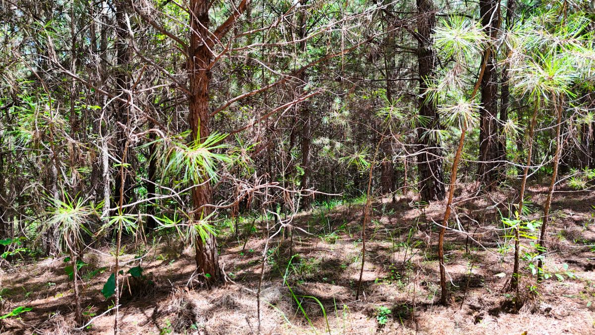 Decorative background for 1.59 Acres Near Lake w/ Public Water - LAKE VIEWS image 42