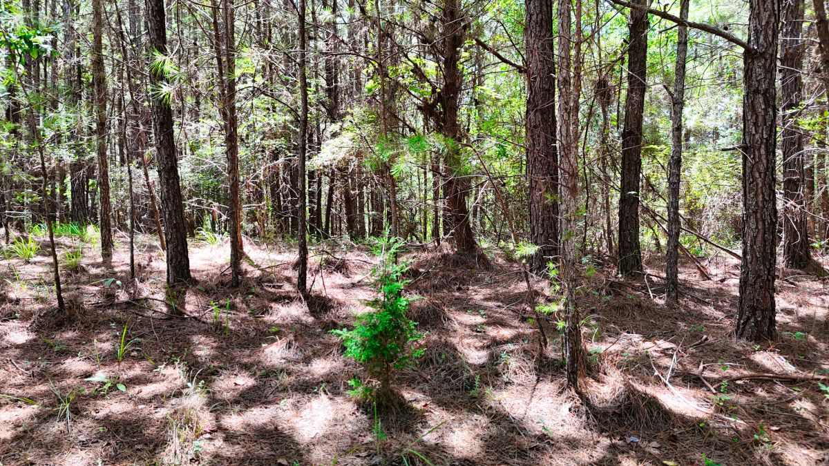 Decorative background for 1.59 Acres Near Lake w/ Public Water - LAKE VIEWS image 43