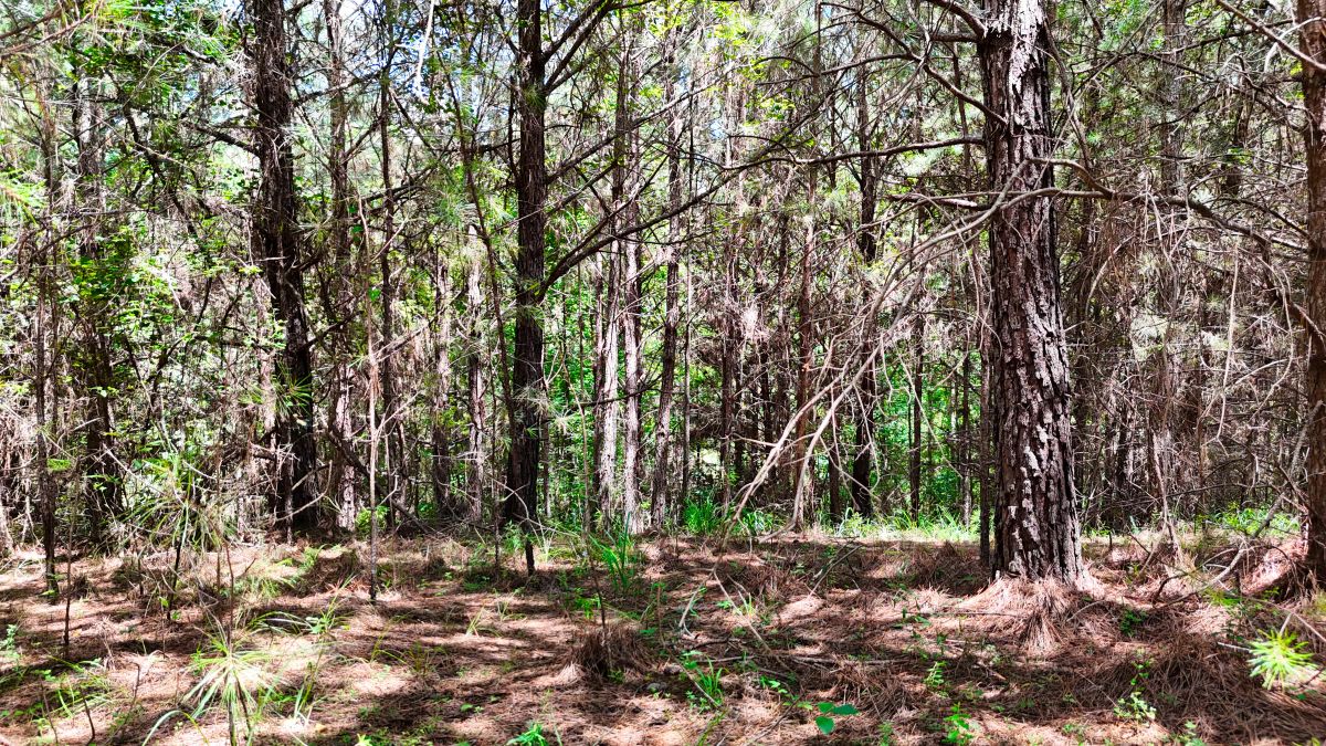 Decorative background for 1.59 Acres Near Lake w/ Public Water - LAKE VIEWS image 44