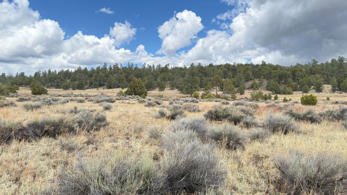 Decorative background for 4.9 acres in Timberlake, NM – Camping Heaven! – Easy Access to Power! image 13