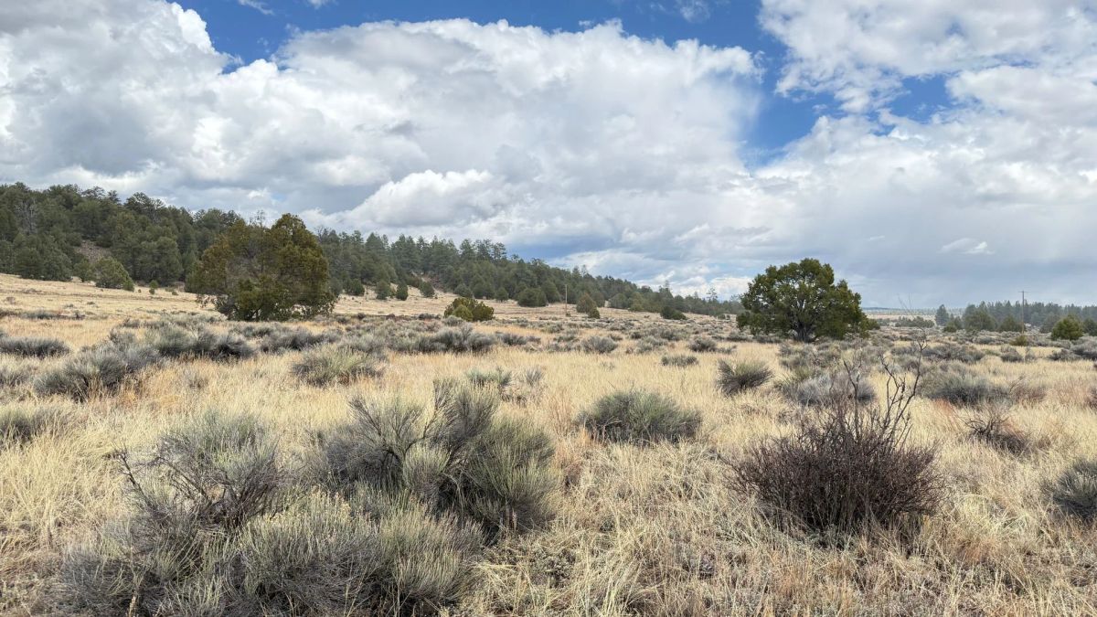Decorative background for 4.9 acres in Timberlake, NM – Camping Heaven! – Easy Access to Power! image 14