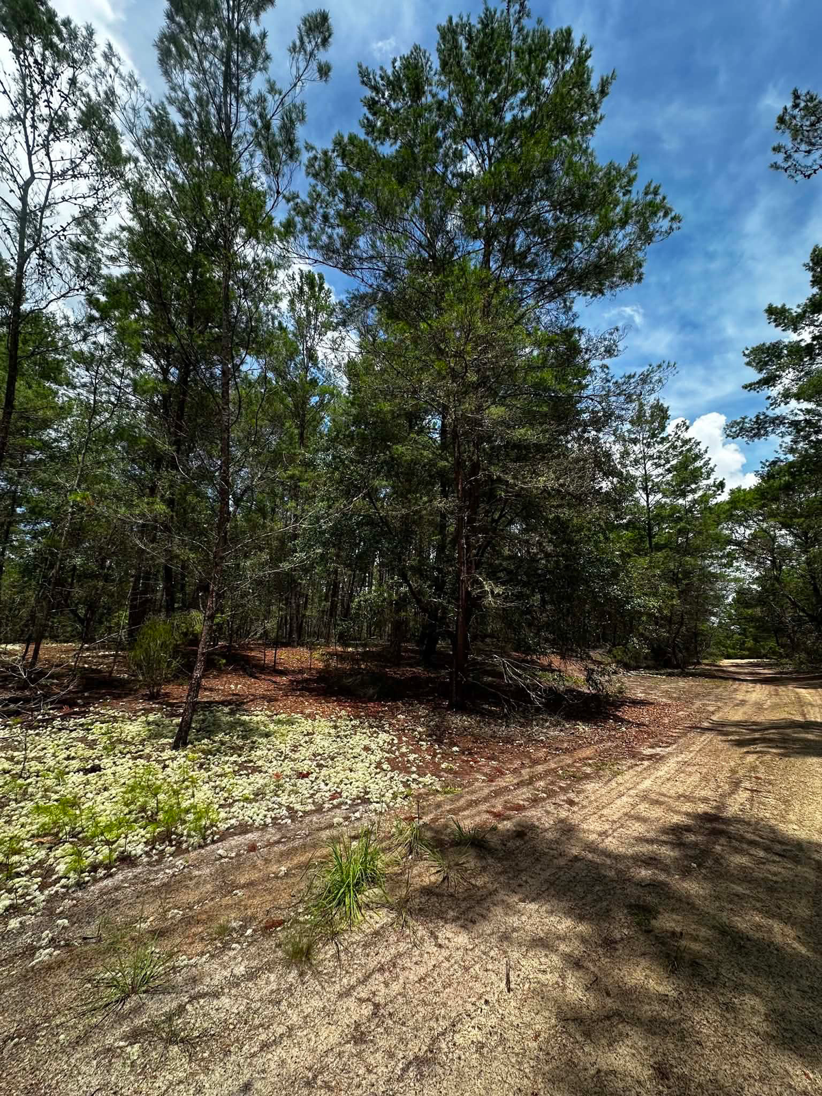 Buildable lot - Main image