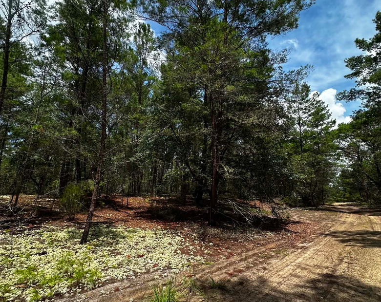Buildable lot in Putnam County, FL
