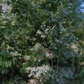 3.51 Acres in Queen City - Cass County, TX in Cass County, TX