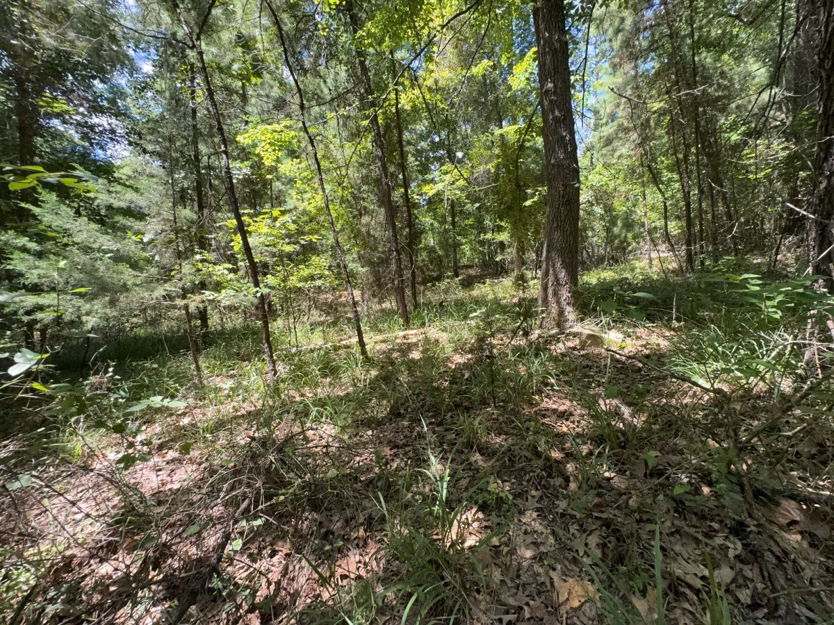 Decorative background for Lake O’ the Pines Lot | Paved Road + Power image 39