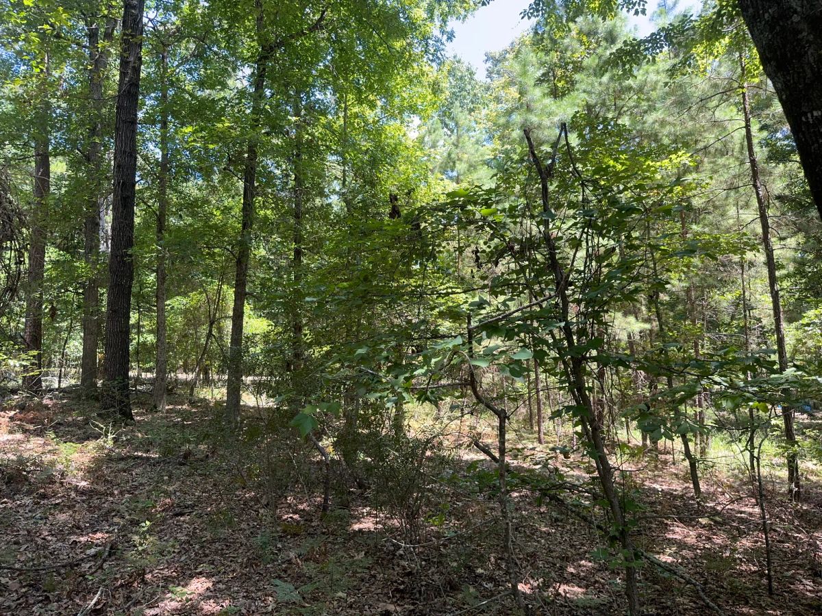 Decorative background for Lake O’ the Pines Lot | Paved Road + Power image 42