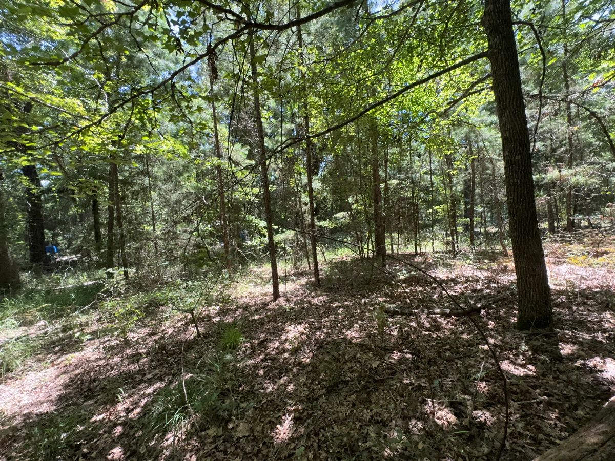 Decorative background for Lake O’ the Pines Lot | Paved Road + Power image 45