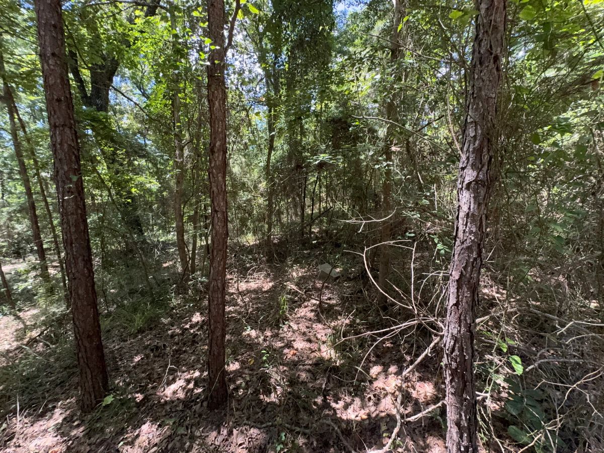 Decorative background for Lake O’ the Pines Lot | Paved Road + Power image 46