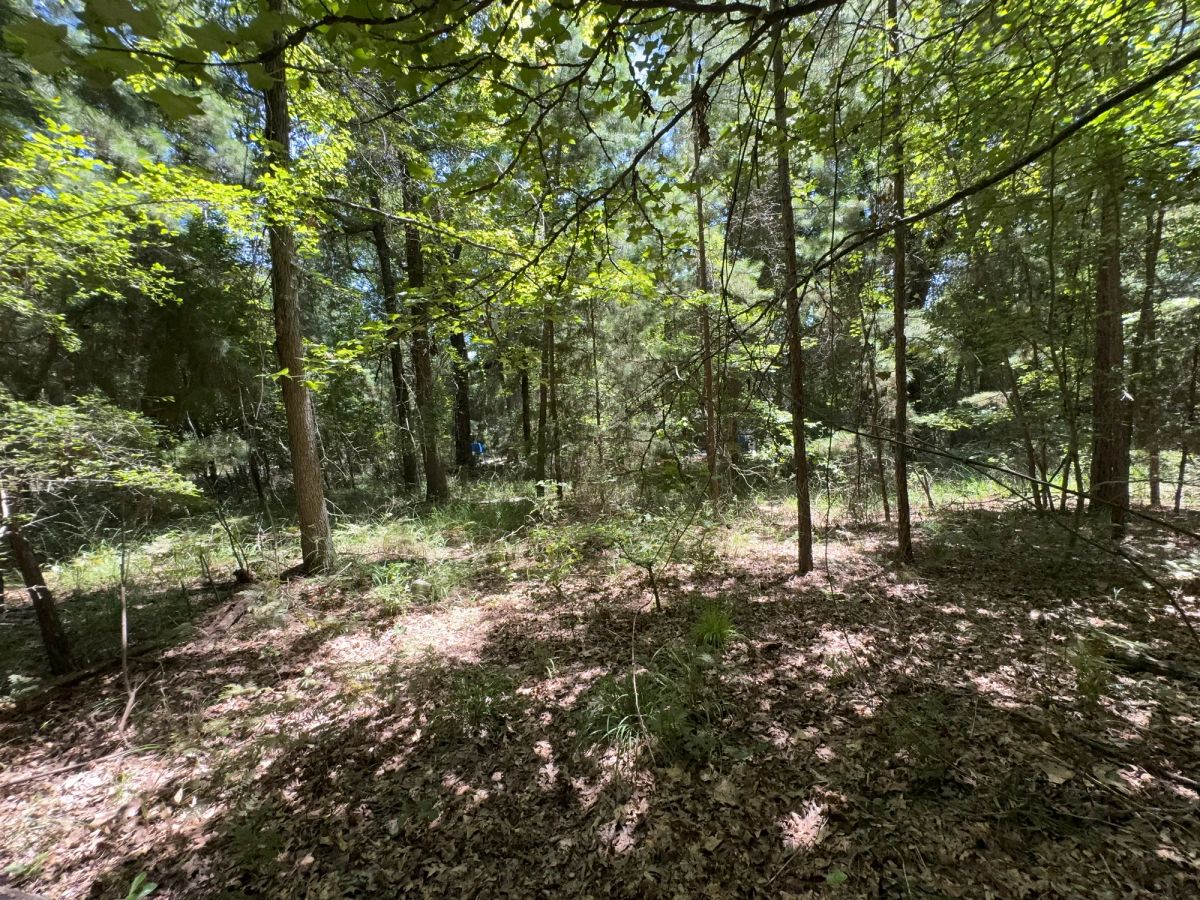 Decorative background for Lake O’ the Pines Lot | Paved Road + Power image 47