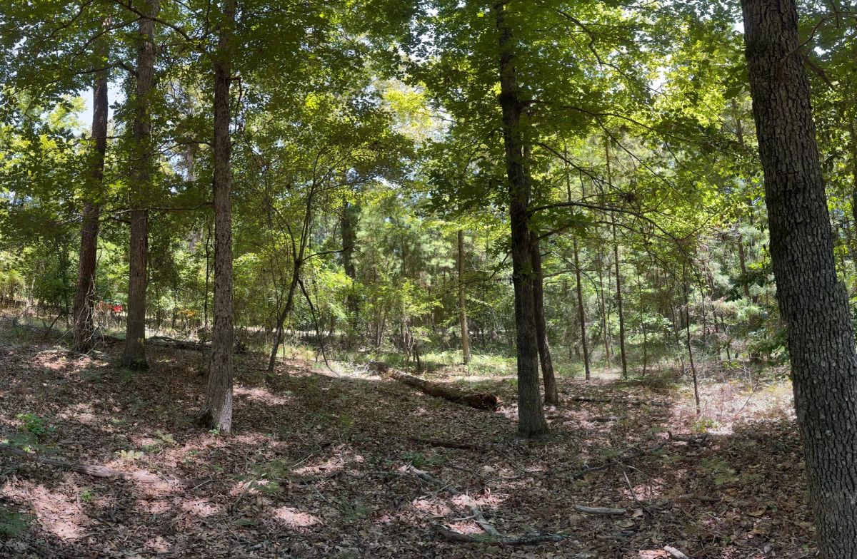 Decorative background for Lake O’ the Pines Lot | Paved Road + Power image 48