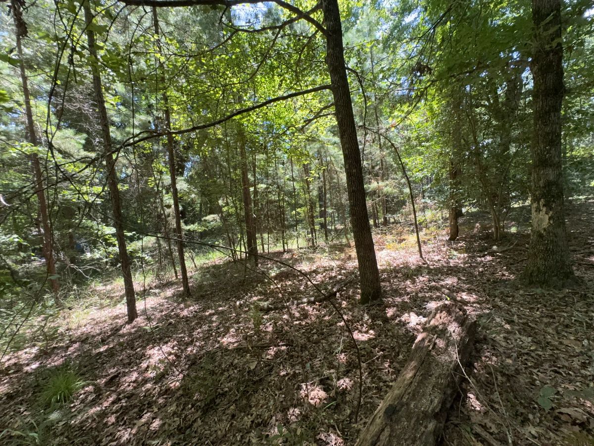 Lake O’ the Pines Lot | Paved Road + Power - Image 2