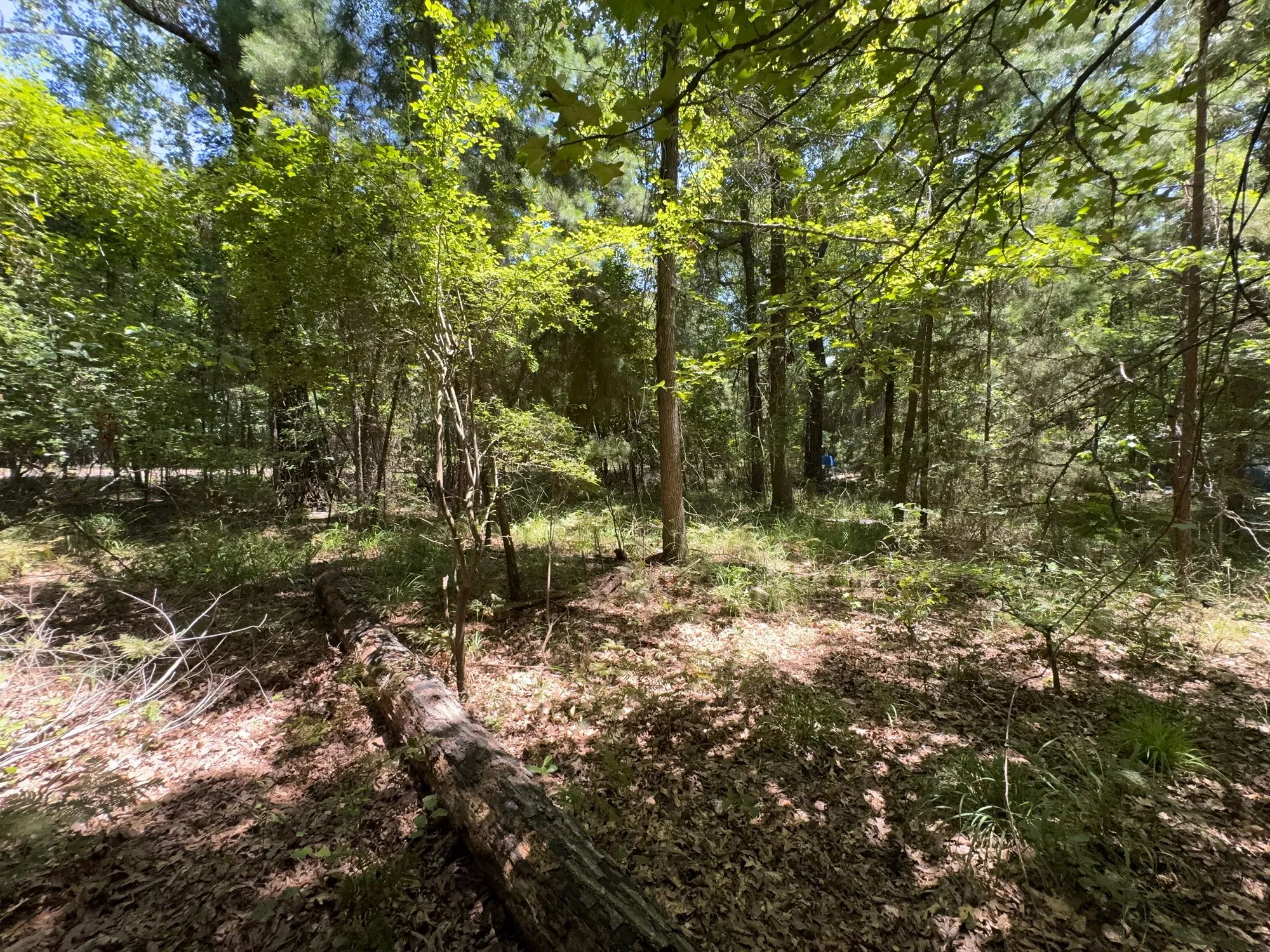 Lake O’ the Pines Lot | Paved Road + Power in Marion County, TX