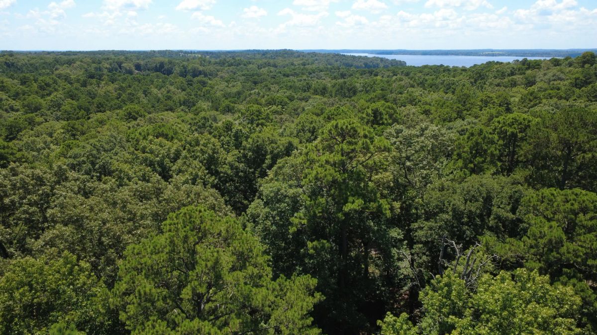 Decorative background for Lake O’ the Pines Lot | Paved Road + Power image 6