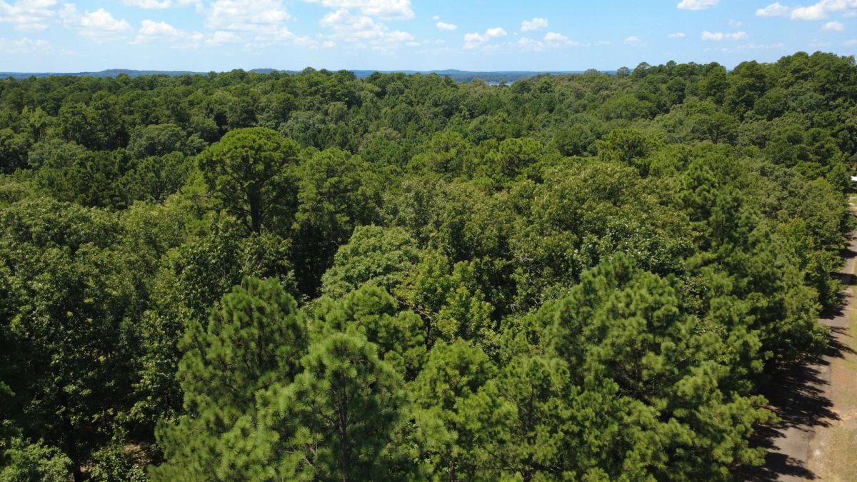 Decorative background for Lake O’ the Pines Lot | Paved Road + Power image 8