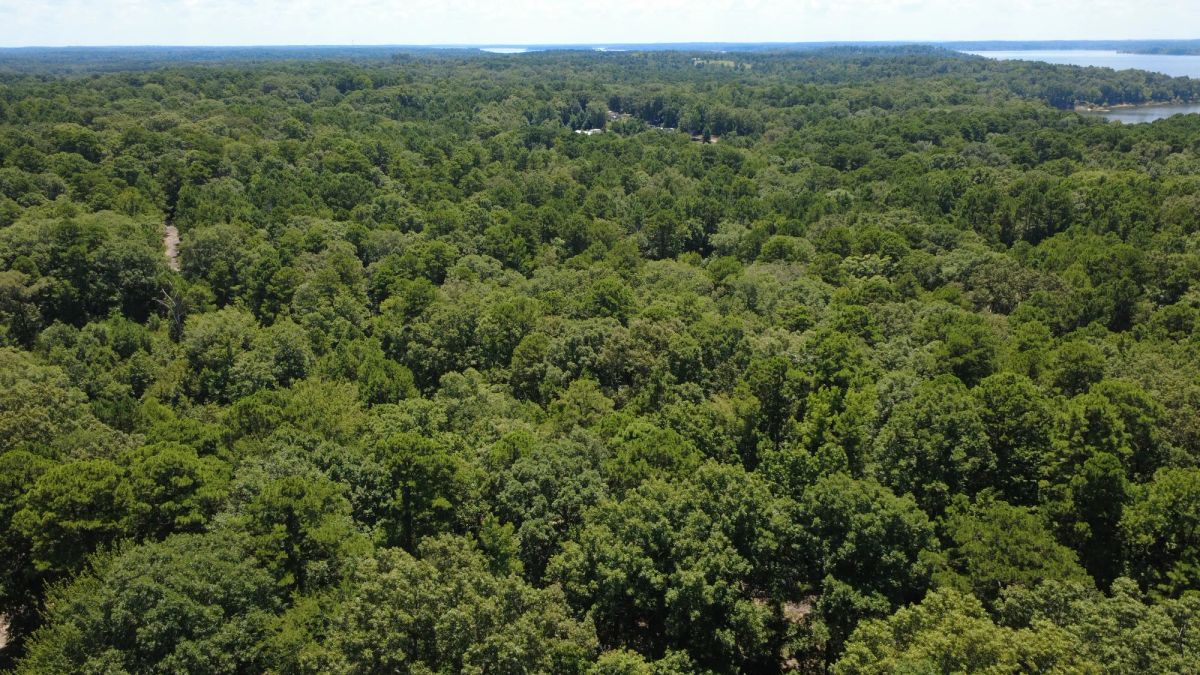 Decorative background for Lake O’ the Pines Lot | Paved Road + Power image 15