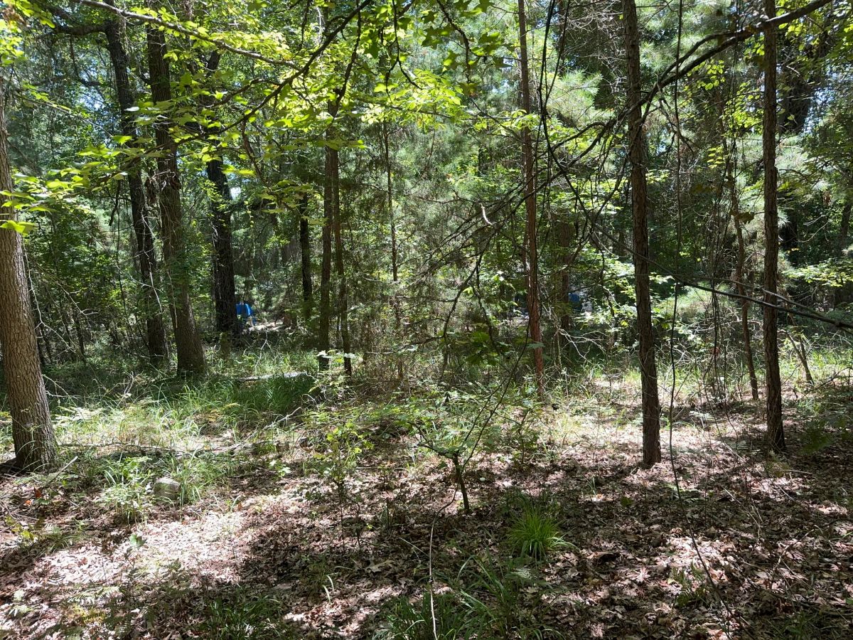 Decorative background for Lake O’ the Pines Lot | Paved Road + Power image 20