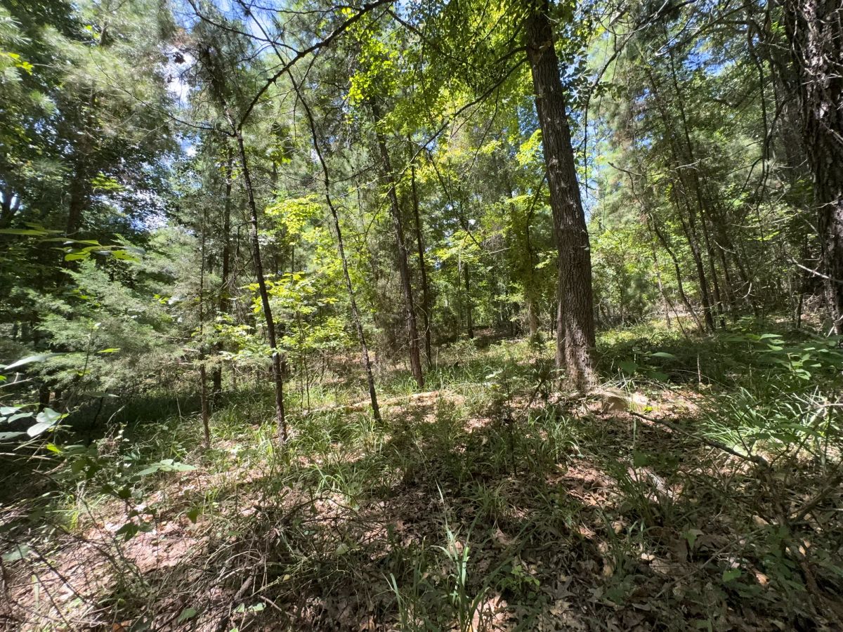 Decorative background for Lake O’ the Pines Lot | Paved Road + Power image 21