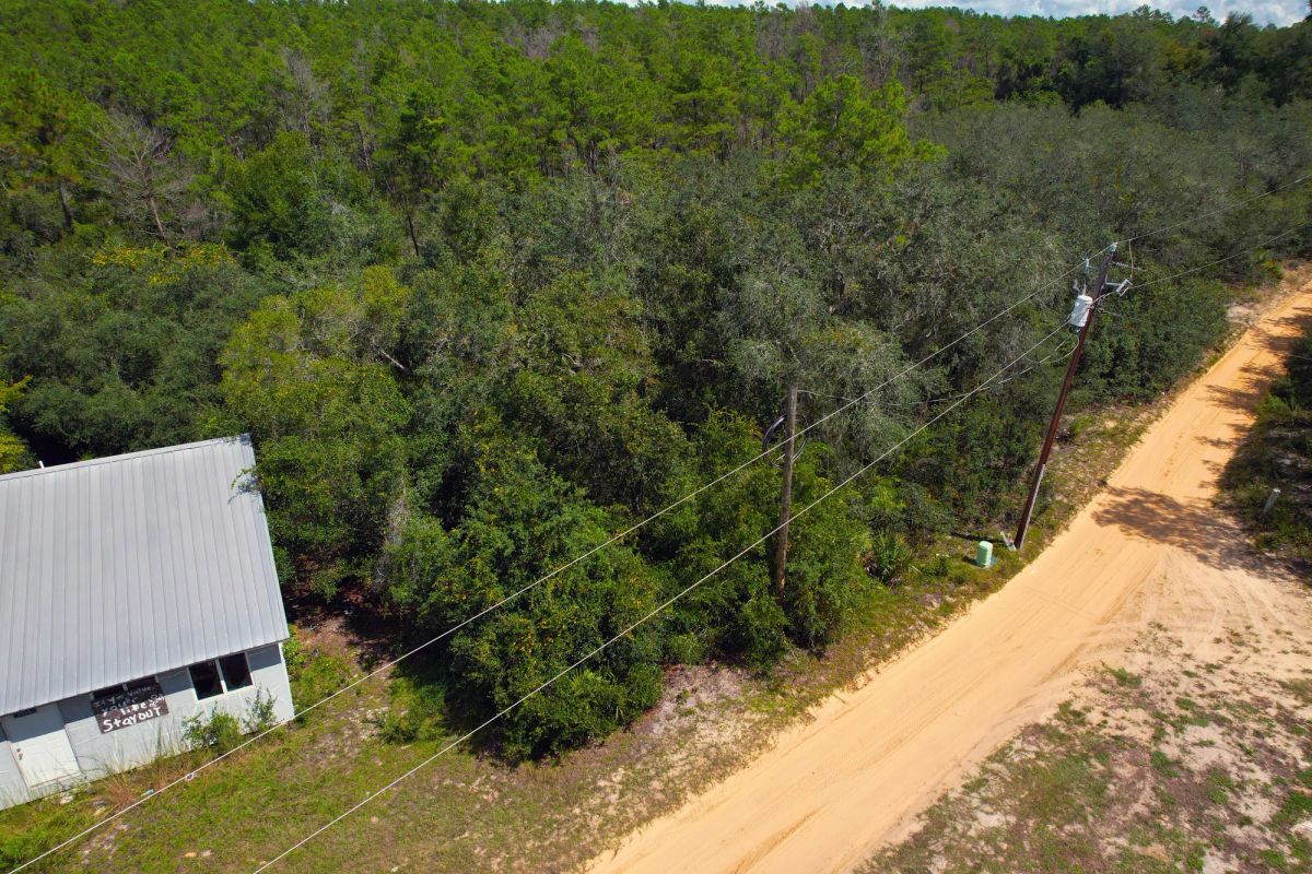 Decorative background for Wooded Lot Backing to Ocala National Forest image 5