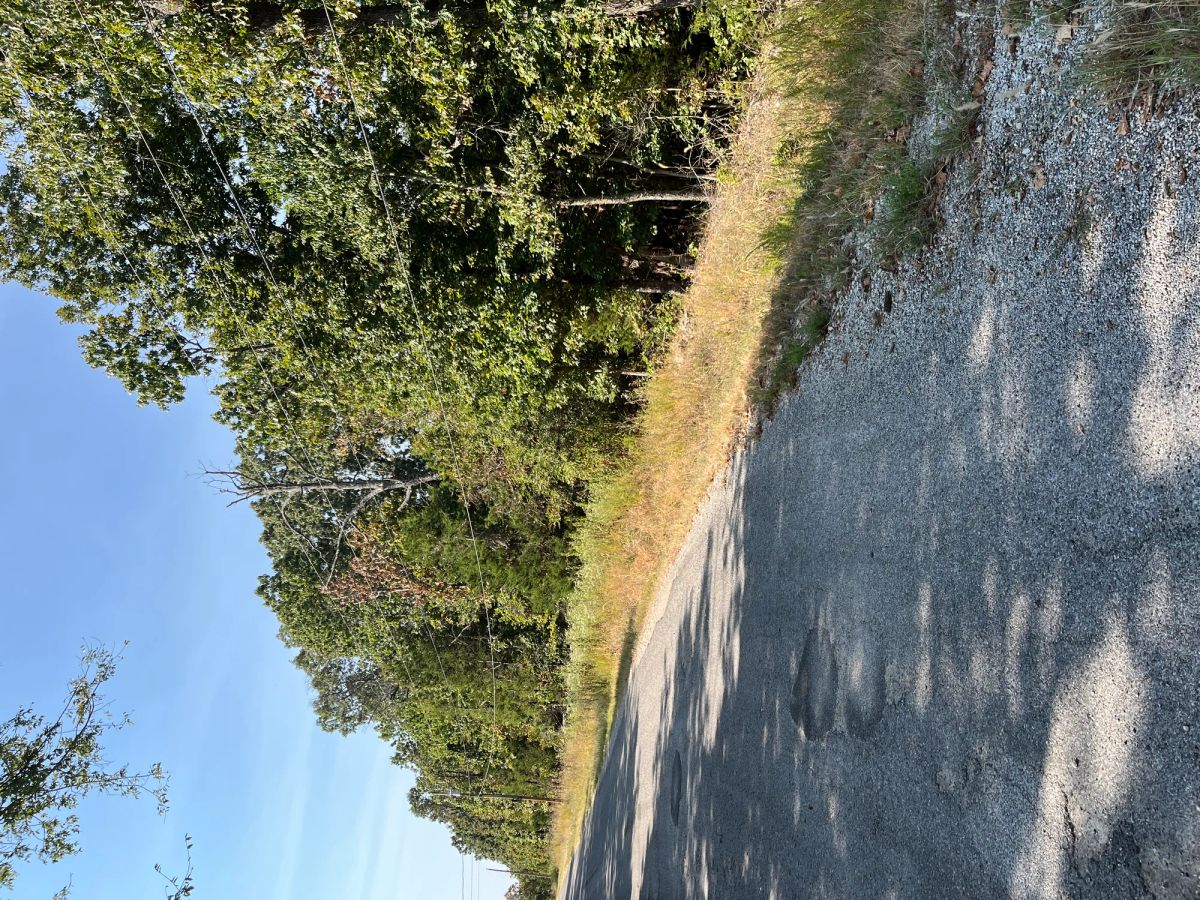 Decorative background for Treehouse Vibes… 1 Mile from Groceries image 6