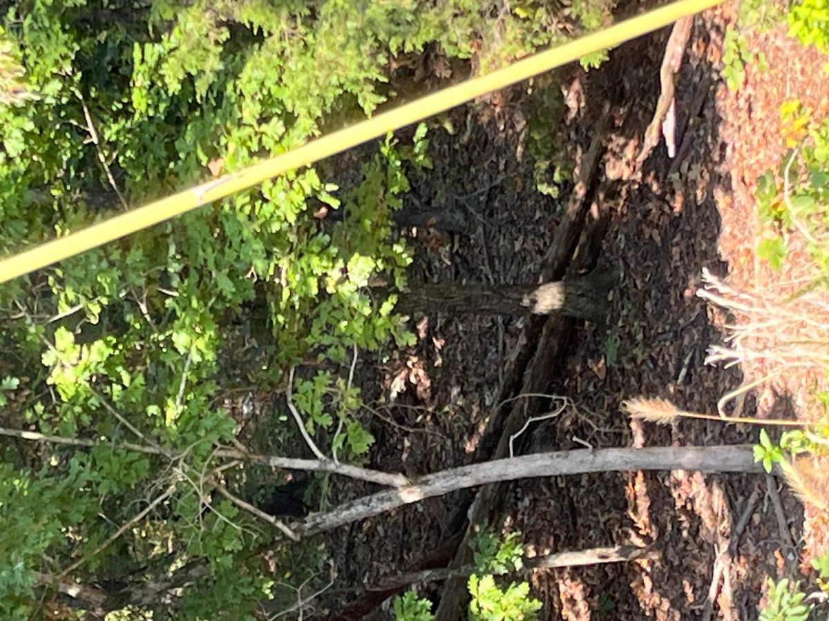 Decorative background for Treehouse Vibes… 1 Mile from Groceries image 9