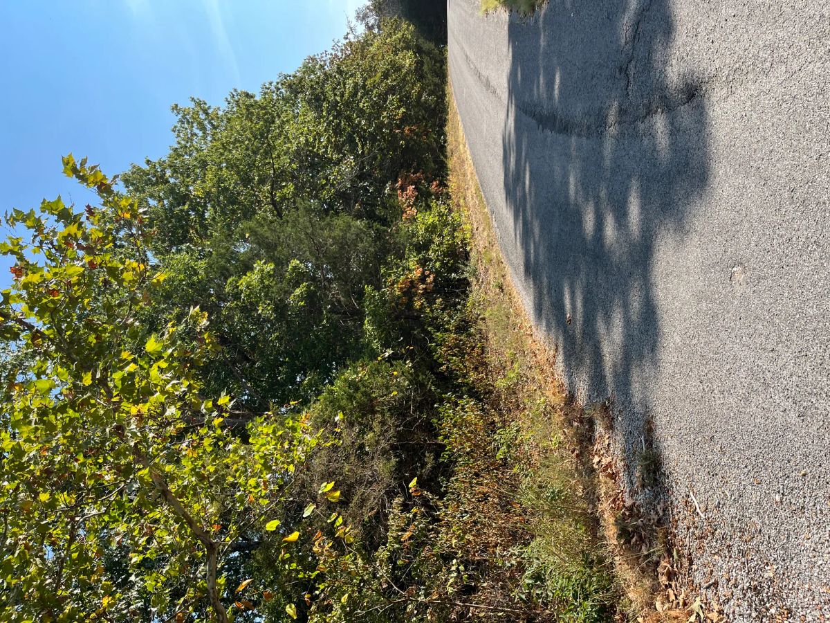 Decorative background for Treehouse Vibes… 1 Mile from Groceries image 5