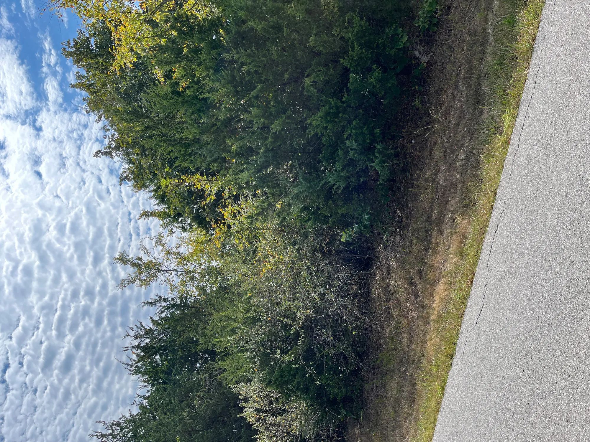 Trade Your Car for a Golf Cart — Your Easy Life Awaits in Izard County, AR