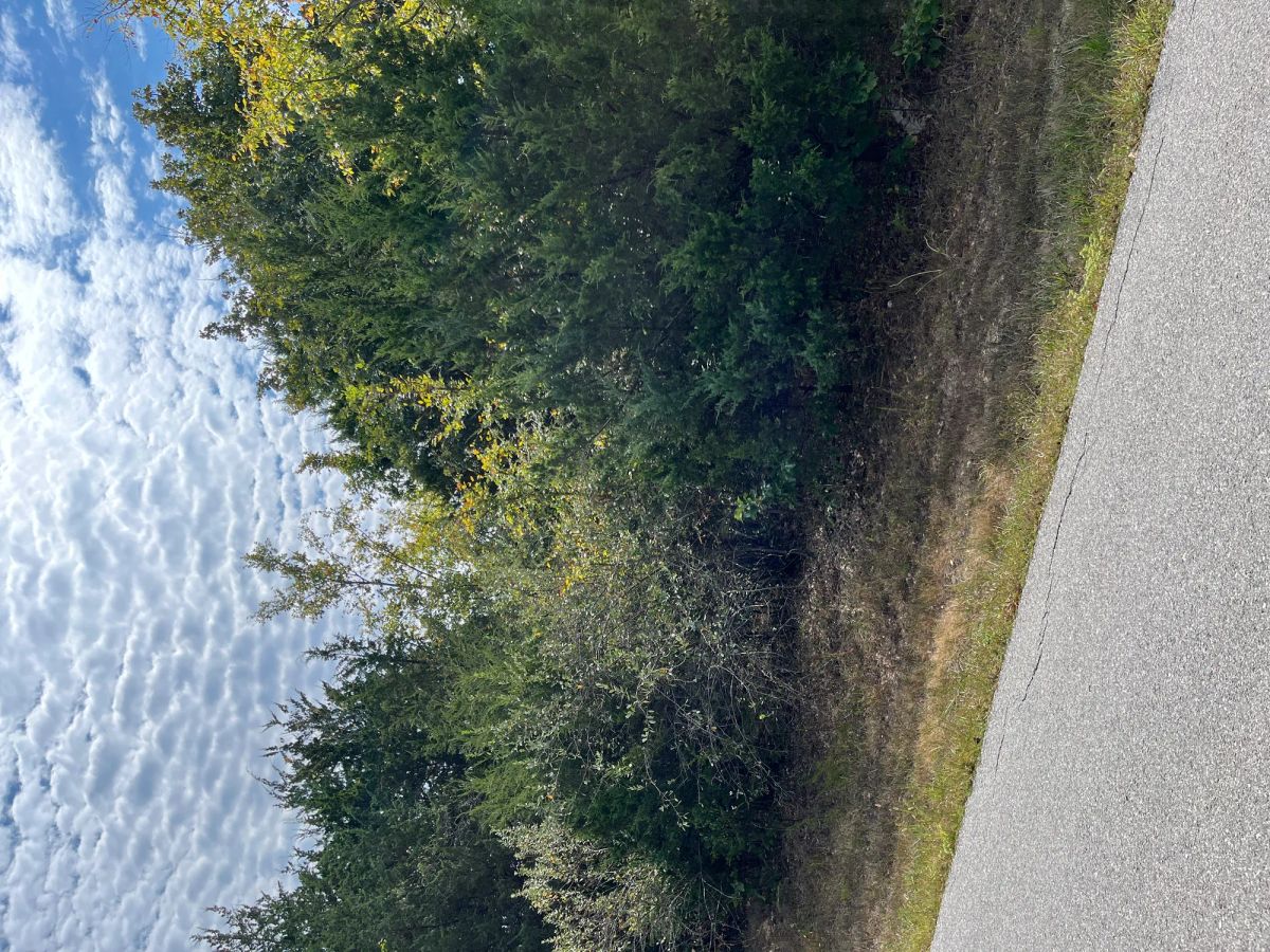 Trade Your Car for a Golf Cart — Your Easy Life Awaits - Image 3