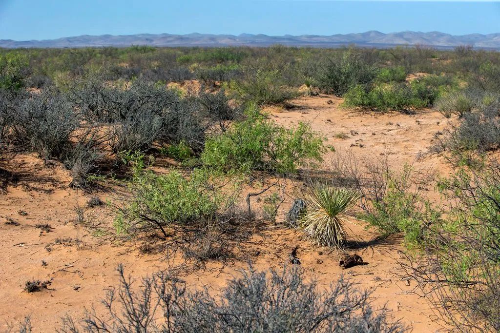 Decorative background for 5.7 Acres near Van Horn image 13