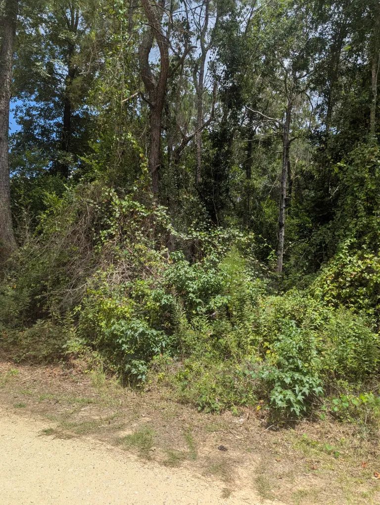 Decorative background for E Ivanhoe Dr image 7