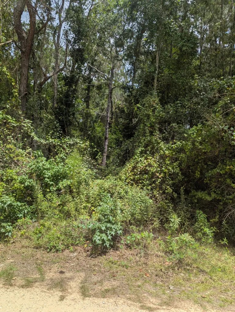 Decorative background for E Ivanhoe Dr image 8