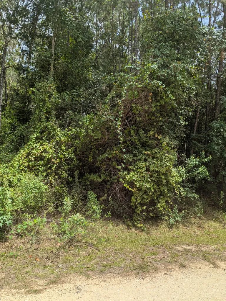 Decorative background for E Ivanhoe Dr image 9
