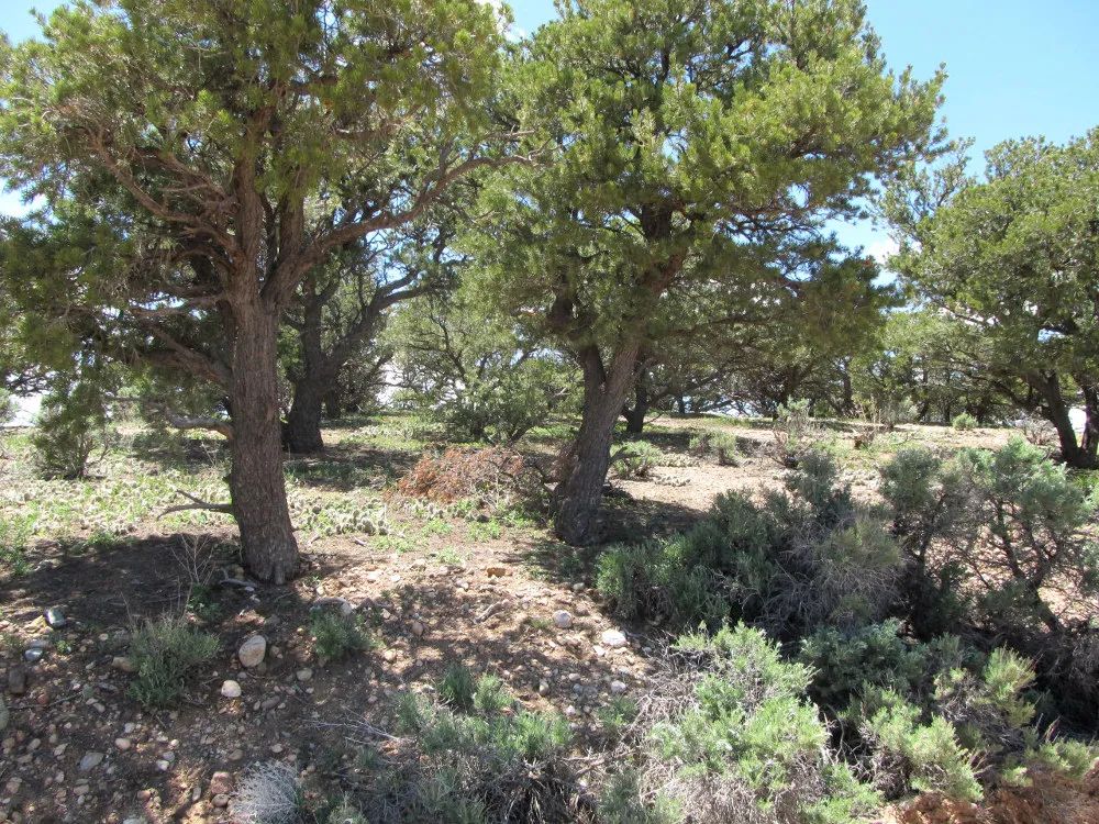 Fort Garland, Colorado – 5 Acre Mountain Paradise - Image 3