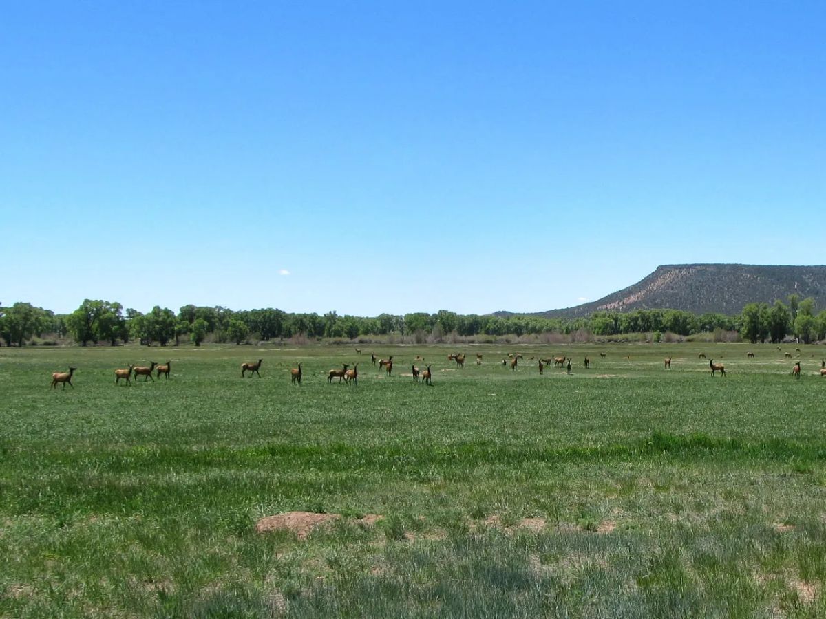 Decorative background for Fort Garland, Colorado – 5 Acre Mountain Paradise image 12