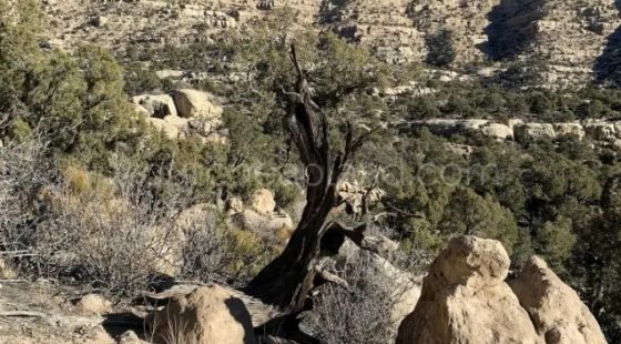 Duchesne County - Blacktail Mountain in Duchesne County, UT