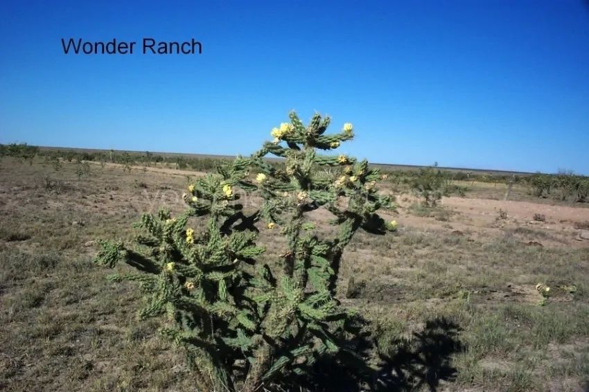 Decorative background for Wonder Ranch - Block 63 1/2, Section 24, South Half Of Tract 9 image 7