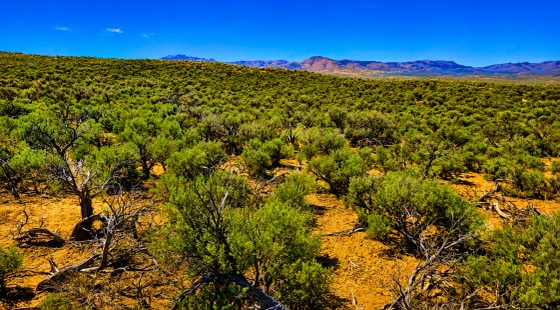 Freedom for $129/month! 1.13 Acres Elko County, NV in Elko County, NV