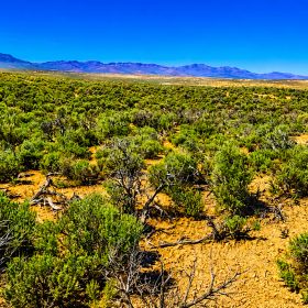 Freedom for $129/month! 1.13 Acres Elko County, NV in Elko County, NV