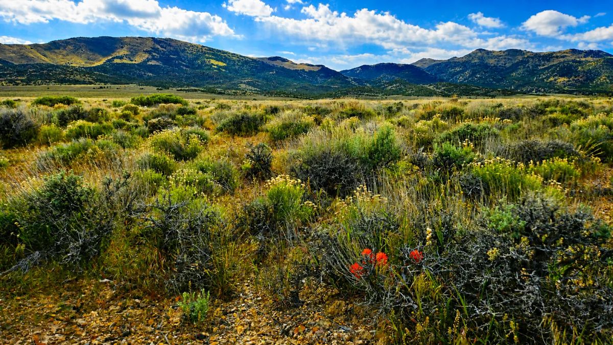Decorative background for Off-Grid FREEDOM Starts Here! 1.9 Acres image 6