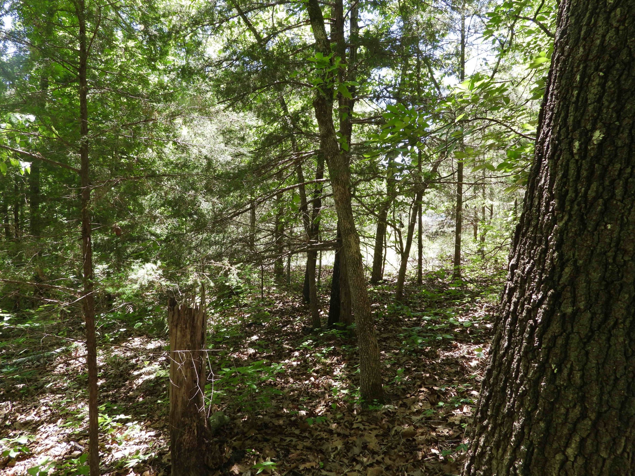 1401 DEWBERRY LN, HORSESHOE BEND, AR 72512 in Izard County, AR