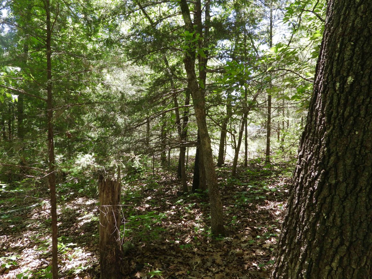 1401 DEWBERRY LN, HORSESHOE BEND, AR 72512 - Image 3