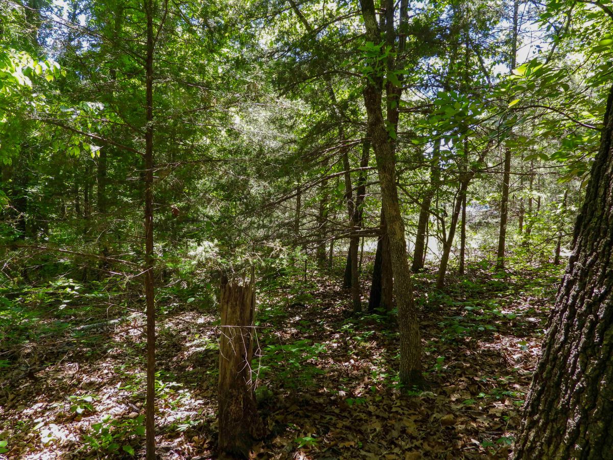 1401 DEWBERRY LN, HORSESHOE BEND, AR 72512 - Image 4
