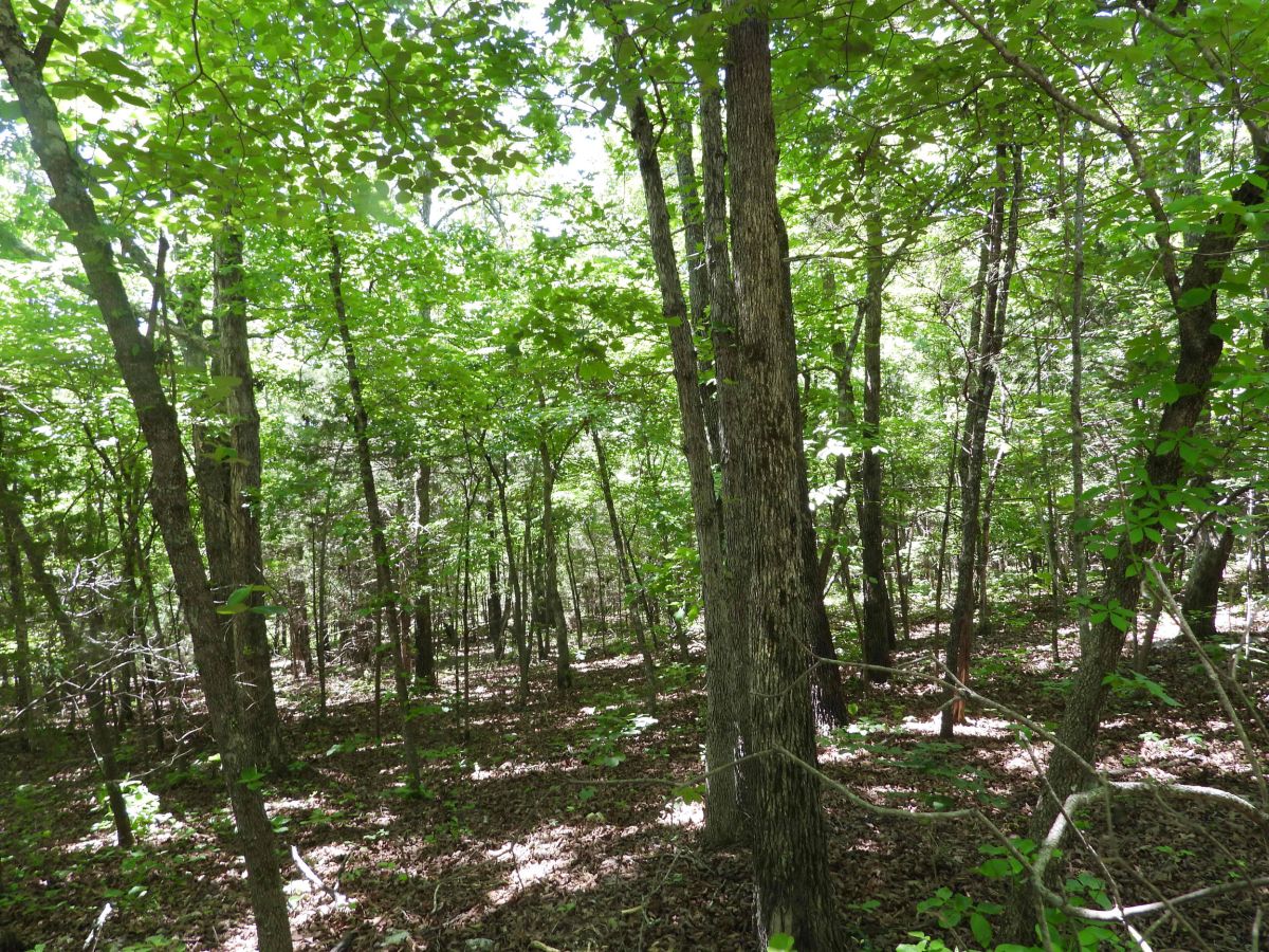 Parcel 800-04703-000 - Image 4