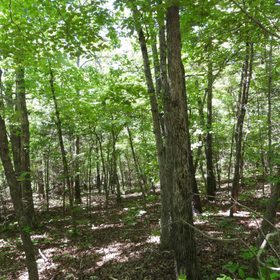 Parcel 800-04703-000 in Izard County, AR